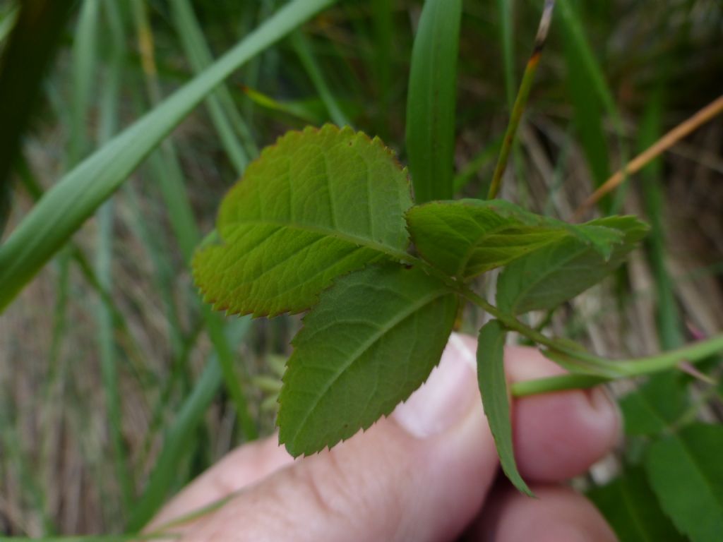 Rosa arvensis Huds. / Rosa cavallina